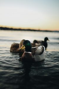 duck on the water