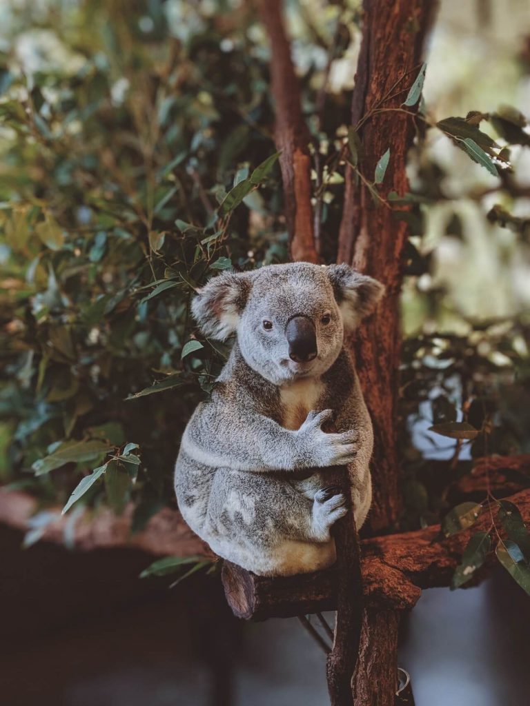 Koala Bear in a tree