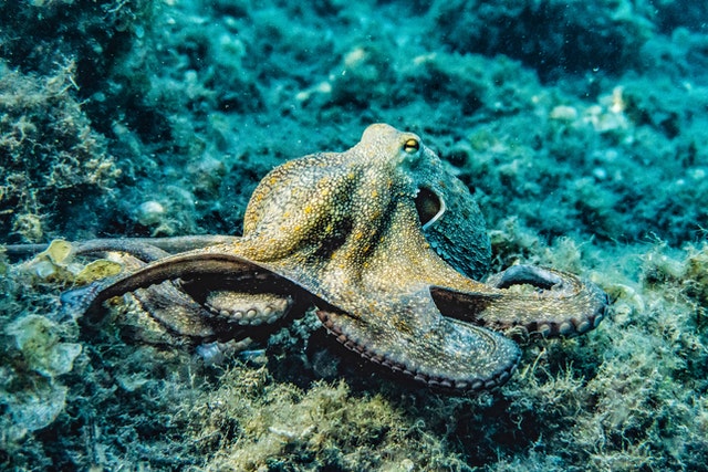 octopus underwater