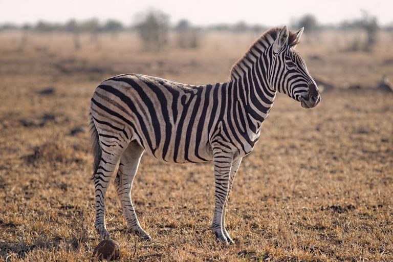 zebra in africa